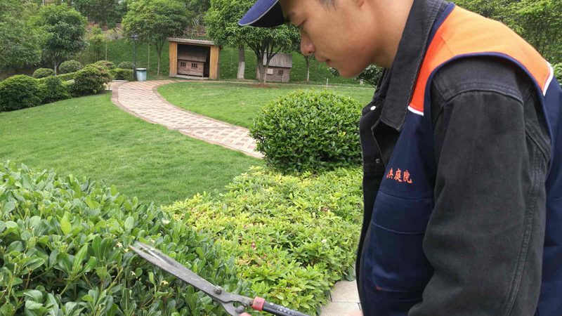 如何选择优质的苗木种植技术视频教程**