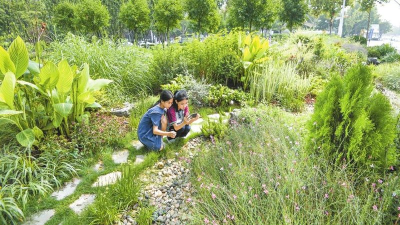 北京苗木种植深度执行标准：深度解析与实施要点