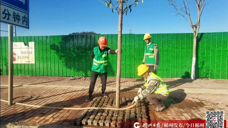 庭院观赏苗木定制方案：如何打造个性化绿意空间