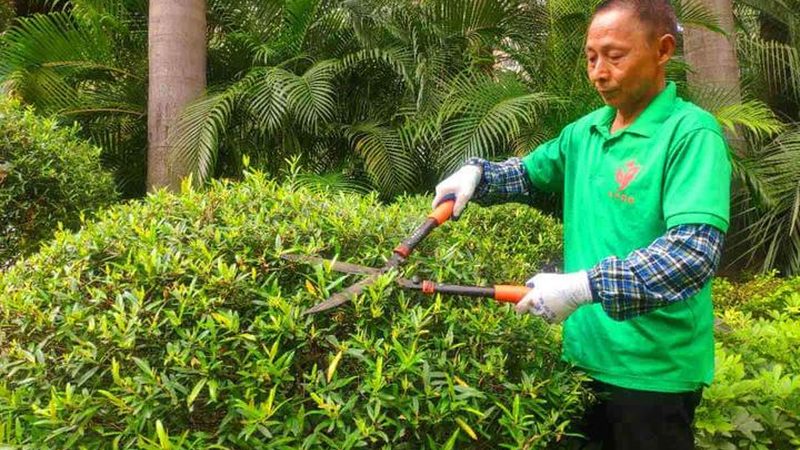 绿植养护外包服务通常包括以下几个方面：